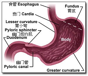 胃炎是怎么引起的